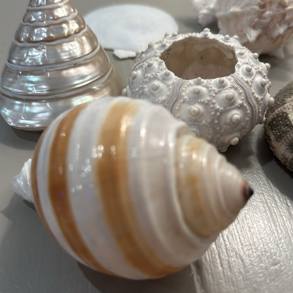 Decorative Seashells - Picture 3 of 11